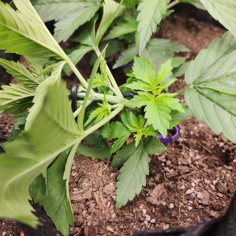 Fancy Donrouch growlog photo: #42