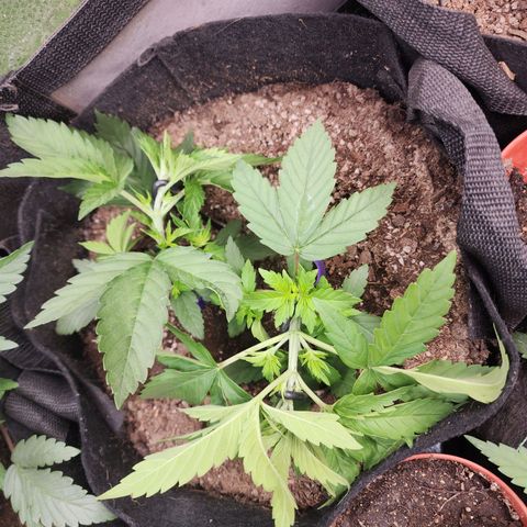 Fancy Donrouch growlog photo: #48 2 estacas.