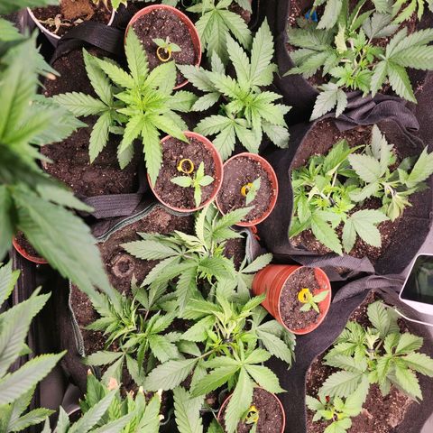 Fancy Donrouch growlog photo: Listo 8:33pm.