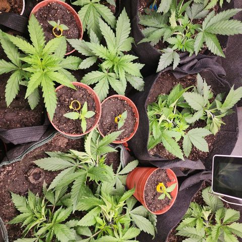 Fancy Donrouch growlog photo: Lst, fim 8:33 pm 20/03