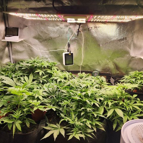 Fancy Donrouch growlog timeline photo
