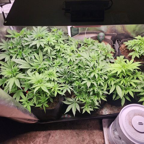 Fancy Donrouch growlog timeline photo