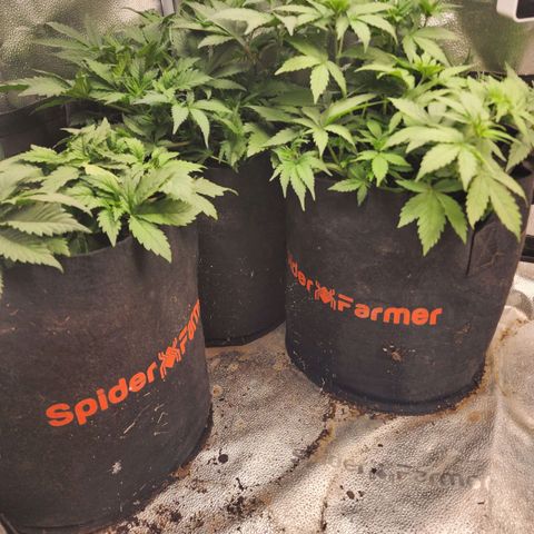 Fancy Donrouch growlog photo: ¿Raíces saliendo de las macetas señal de buena proliferación radicular