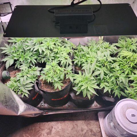 Fancy Donrouch growlog photo: Se reacomodaron las macetas, las de 20 l quedaron a la izquierda. La de 22 l quedó a la derecha en medio y las demás regulares quedaron a la derecha