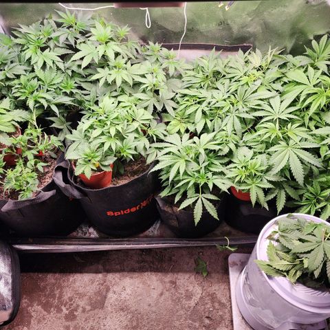 Fancy Donrouch growlog photo: Defoliación, estilo Loli, pop, mitad de vegetativo por razones de ubicación. De brotes y mayor producción