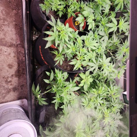 Fancy Donrouch growlog timeline photo