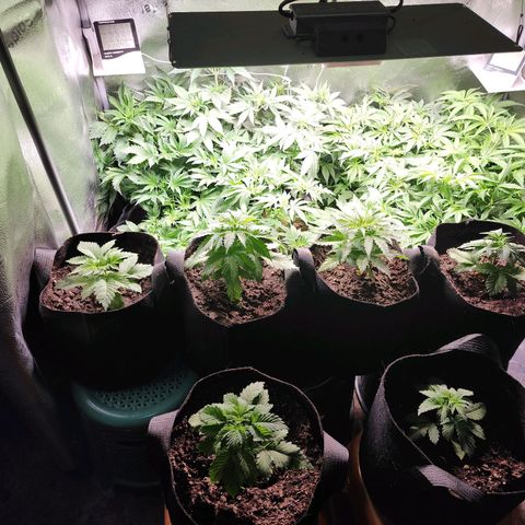 Fancy Donrouch growlog timeline photo