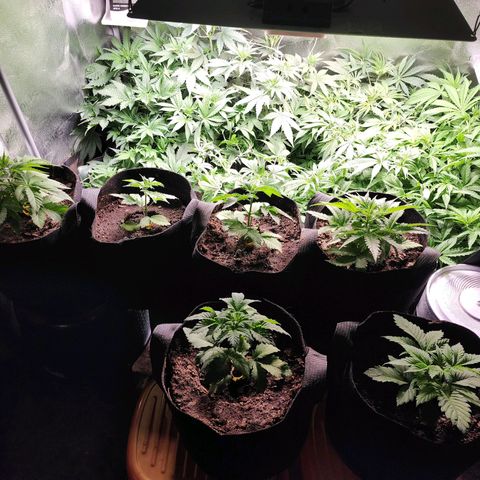 Fancy Donrouch growlog timeline photo