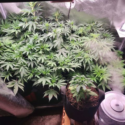 Fancy Donrouch growlog photo: Interior antes de poda.