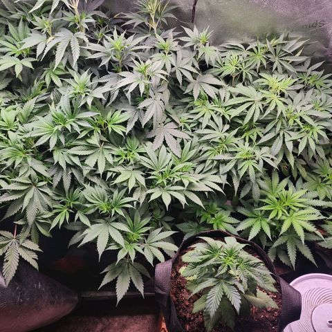 Fancy Donrouch growlog photo: Interior antes de poda.