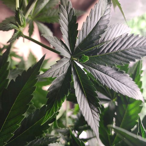 Fancy Donrouch growlog photo: ¿Mutación de fenotipo?
Morada número 042