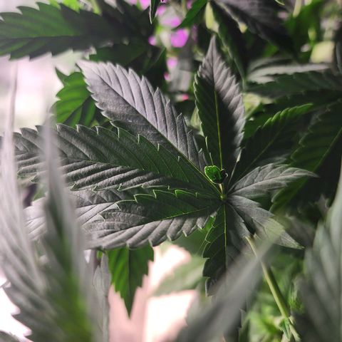 Fancy Donrouch growlog photo: ¿Mutación de fenotipo?
Morada número 042