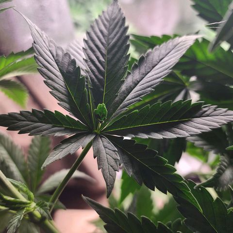Fancy Donrouch growlog photo: ¿Mutación de fenotipo?
Morada número 042