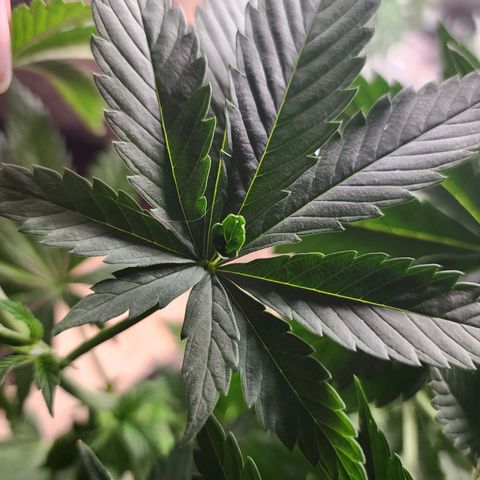 Fancy Donrouch growlog photo: ¿Mutación de fenotipo?
Morada número 042