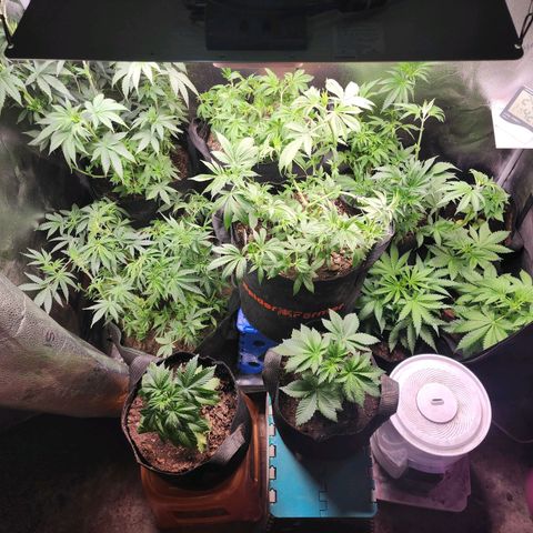 Fancy Donrouch growlog timeline photo