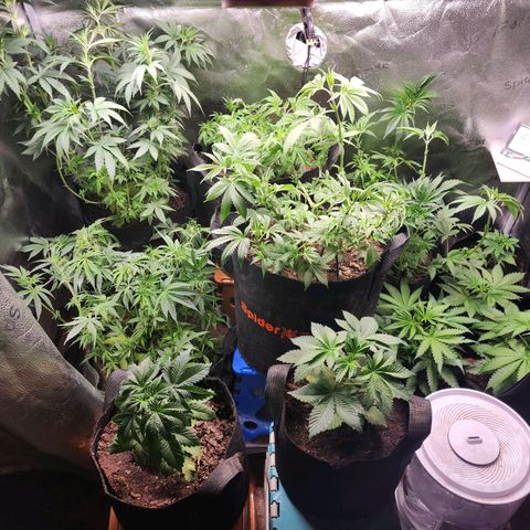 Fancy Donrouch growlog timeline photo