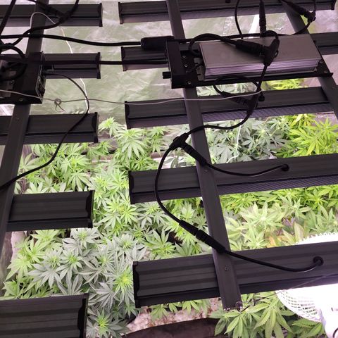 Fancy Donrouch growlog photo: Se pasaron ya a floración. Y se acomodó la carpa