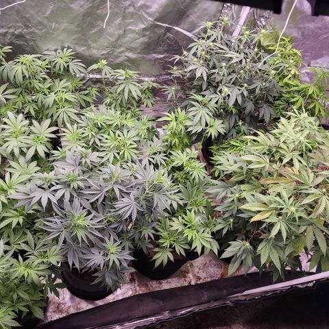 Fancy Donrouch growlog photo: Se pasaron ya a floración. Y se acomodó la carpa