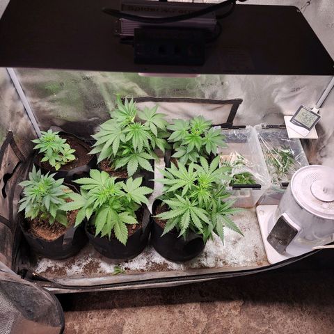 Fancy Donrouch growlog timeline photo