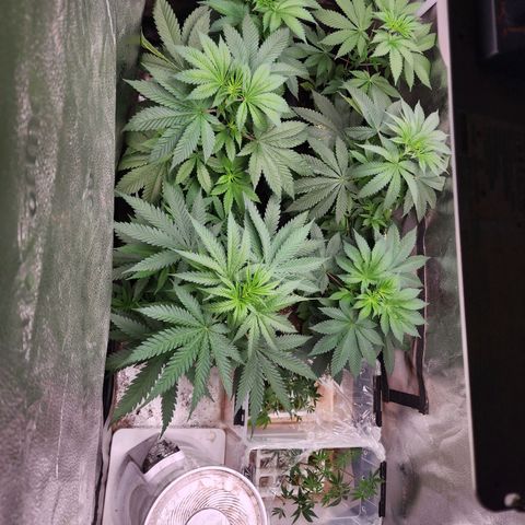 Fancy Donrouch growlog timeline photo