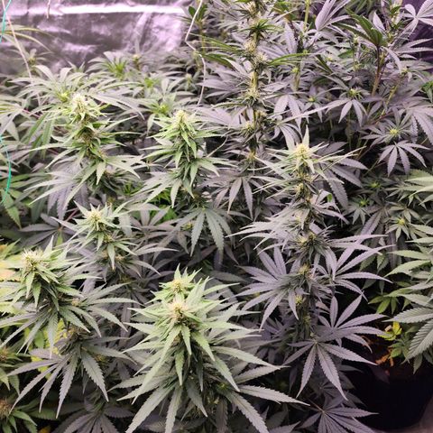 Fancy Donrouch growlog timeline photo