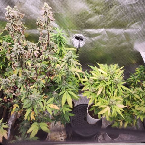 Fancy Donrouch growlog timeline photo