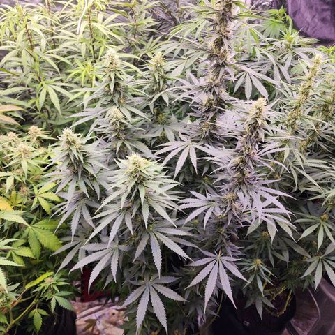 Fancy Donrouch growlog timeline photo