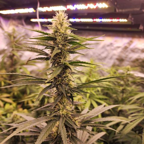 Fancy Donrouch growlog timeline photo