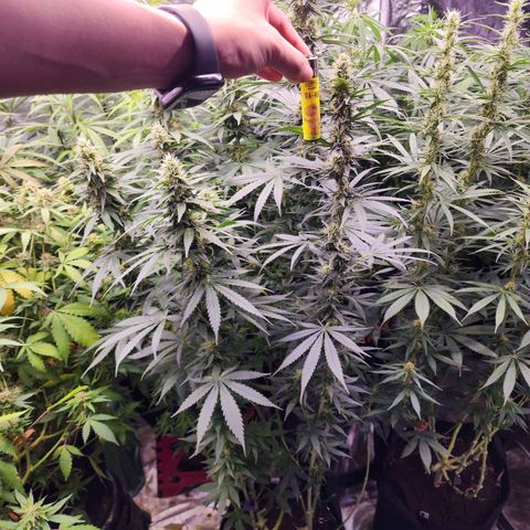Fancy Donrouch growlog timeline photo