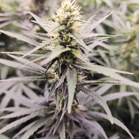 Fancy Donrouch growlog timeline photo