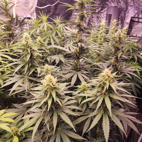 Fancy Donrouch growlog timeline photo