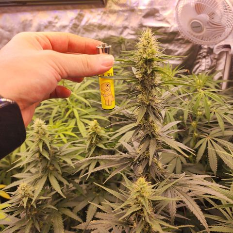 Fancy Donrouch growlog timeline photo