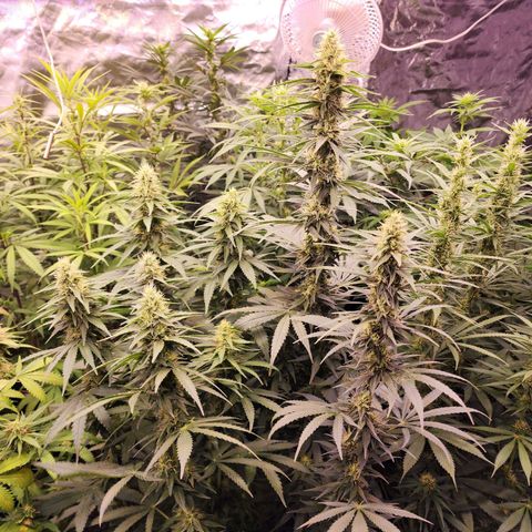 Fancy Donrouch growlog timeline photo