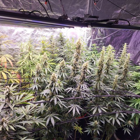 Fancy Donrouch growlog timeline photo