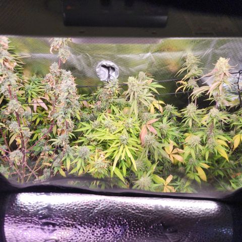 Fancy Donrouch growlog timeline photo