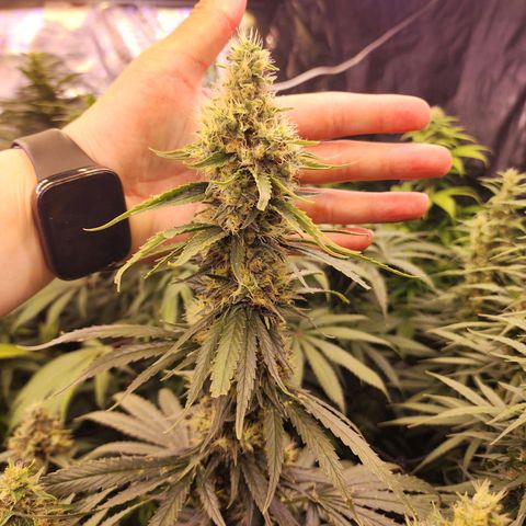 Fancy Donrouch growlog timeline photo