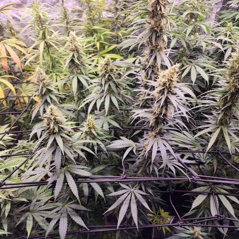 Fancy Donrouch growlog timeline photo