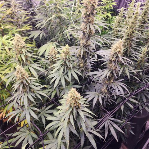 Fancy Donrouch growlog timeline photo