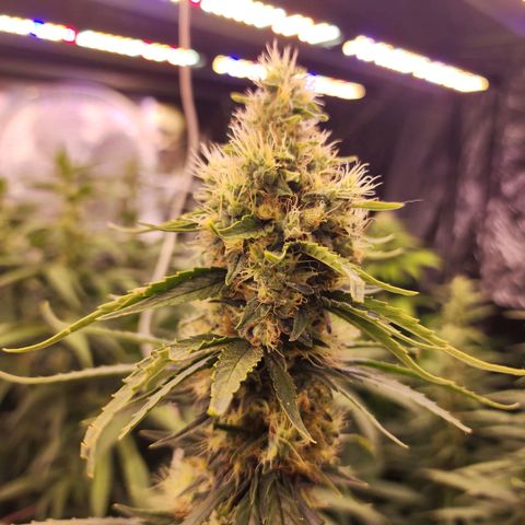 Fancy Donrouch growlog timeline photo