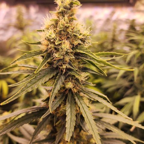 Fancy Donrouch growlog timeline photo