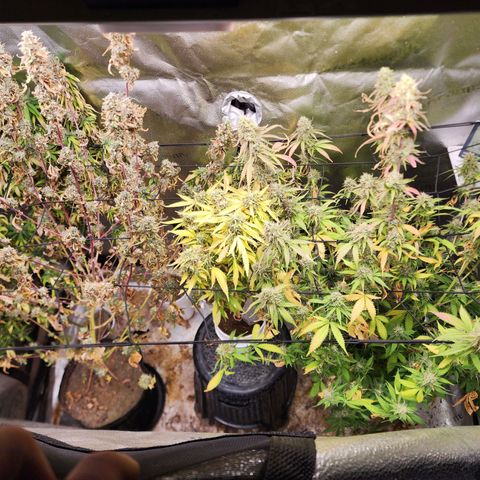 Fancy Donrouch growlog photo: Cosecha a las 8:25 pm hoy para secar. No se regó desde hace 2 dias y se dejo en oscuridad desde ayer.