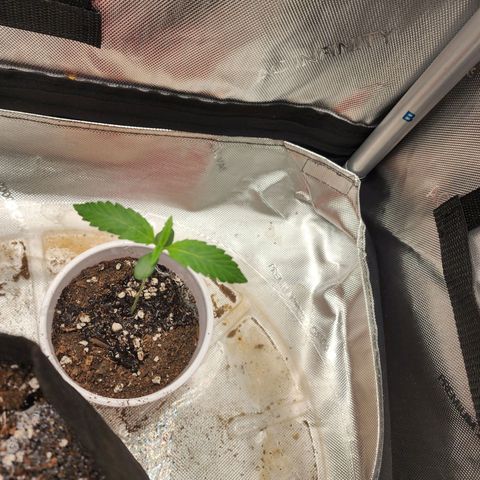 Ricky growlog timeline photo