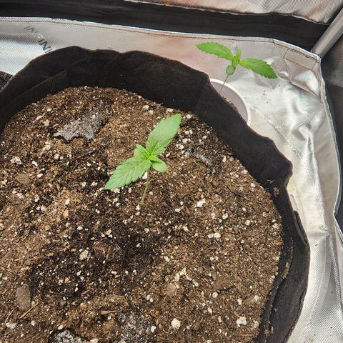 Mike growlog timeline photo