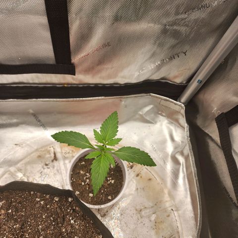 Ricky growlog timeline photo