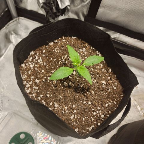 Lefty growlog timeline photo