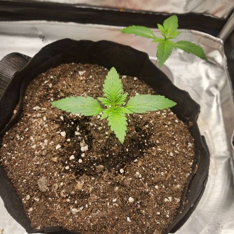 Mike growlog timeline photo
