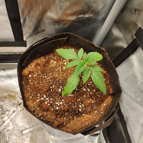 Ricky growlog timeline photo