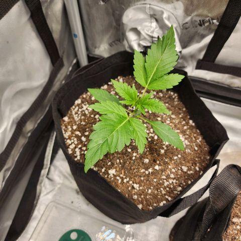 Lefty growlog timeline photo