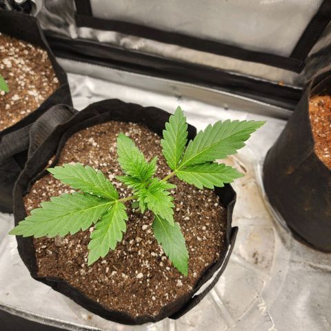 Mike growlog timeline photo