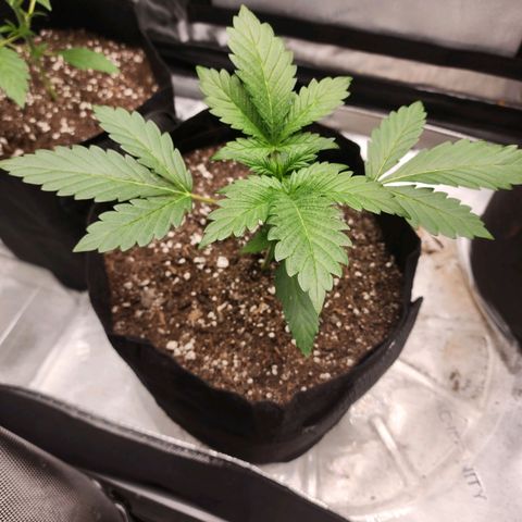 Mike growlog timeline photo
